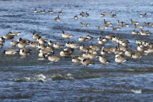 Canada geese (Branta canadensis) on the river