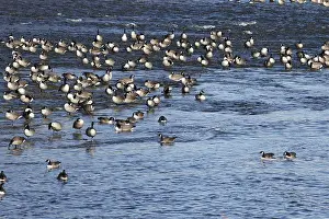 Canada geese (Branta canadensis) on the river