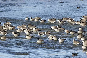 Canada geese (Branta canadensis) on the river