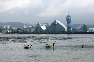 Canada Geese (Branta canadensis) swiming in Burrard inlet in Vancouver
