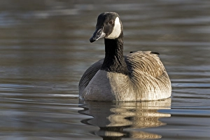 Canada Geese (Branta canadensis) in water