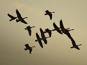 Canada geese at sunset, Umminger See