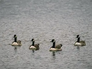 Canada Geese, Umminger See