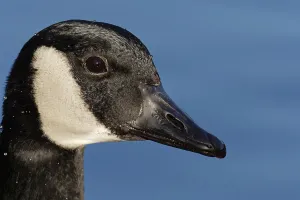 Canada goose