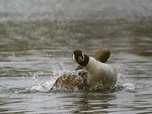 A Canada goose bathing, Umminger See