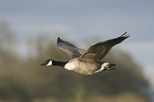 Canada Goose (Branta canadensis)