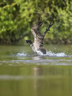 Canada Goose, Branta canadensis