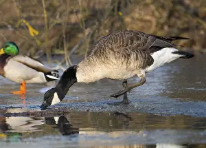 Canada goose (Branta canadensis)