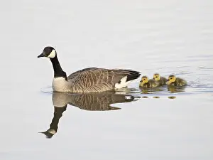 Canada Goose (Branta canadensis)