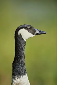 Canada goose (Branta canadensis)