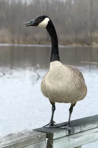 Canada goose (Branta canadensis)