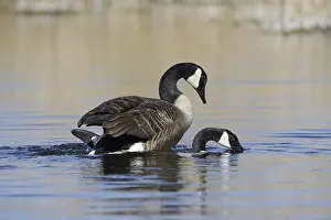 Canada goose (Branta canadensis)