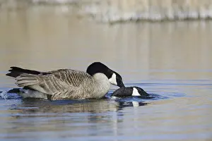 Canada goose (Branta canadensis)