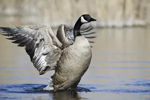 Canada goose (Branta canadensis)