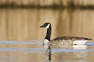 Canada goose (Branta canadensis)