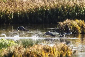 Canada Goose, Branta Canadensis
