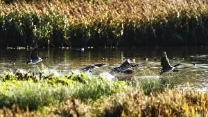 Canada Goose, Branta Canadensis