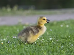 Canada goose (Branta canadensis)