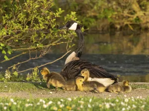 Canada goose (Branta canadensis)