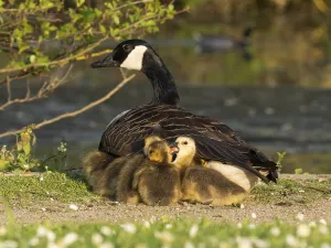 Canada goose (Branta canadensis)