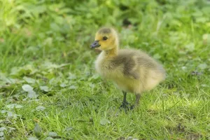 Canada goose (Branta canadensis)