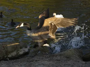 Canada goose (Branta canadensis)
