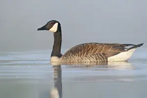 Canada goose (Branta canadensis)