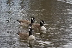 Canada goose (Branta canadensis)