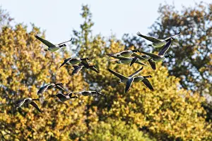 Canada Goose, Branta Canadensis