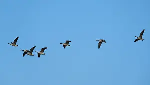 Canada Goose, Branta Canadensis