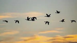 Canada Goose, Branta Canadensis