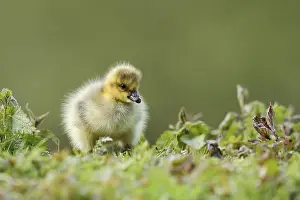 Canada goose (Branta canadensis)
