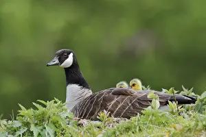 Canada goose (Branta canadensis) breeding with chicks on the nest