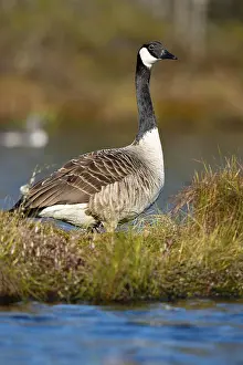 Canada goose (Branta canadensis) in breeding plumage on a lake in Sweden