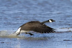 Canada goose (Branta canadensis) canadensis