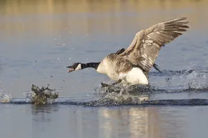 Canada Goose (Branta canadensis) chasing rival