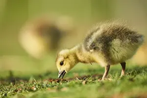 Canada goose (Branta canadensis) chick on a meadow