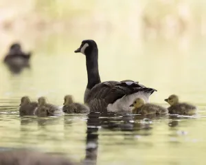 Canada Goose (Branta canadensis) with her chicks swimming on the water