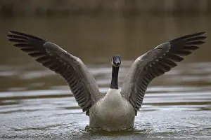 A Canada goose (Branta canadensis) flaps its wings