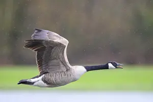 A Canada goose (Branta canadensis) in flight against a blurred green landscape and light raindrops
