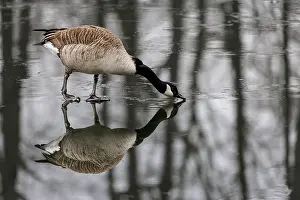 Canada goose (Branta canadensis) on a frozen lake
