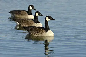 Canada Goose (Branta canadensis), Germany, Europe