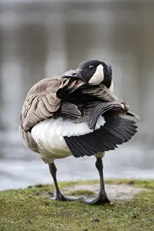 A Canada goose (Branta canadensis) grooming its plumage