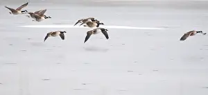 Canada goose (Branta canadensis) introduced species