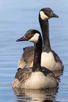 Canada goose (Branta canadensis) at a lake
