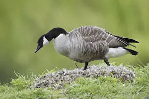 Canada goose (Branta canadensis) at the nest