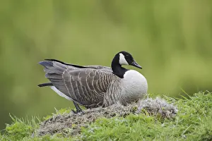 Canada goose (Branta canadensis) sitting brooding on the nest