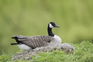 Canada goose (Branta canadensis) sitting brooding on the nest