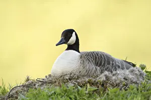 Canada goose (Branta canadensis) sitting brooding on the nest