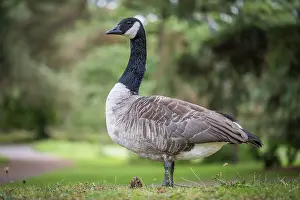 Canada goose (Branta canadensis) standing in a meadow against a blurred background
